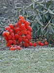 Der erste Frost!